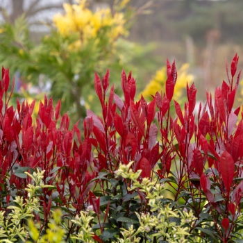 Photinia - ×fraseri - Compacta Super Red - COV