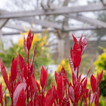 Photinia - ×fraseri - Compacta Super Red - COV
