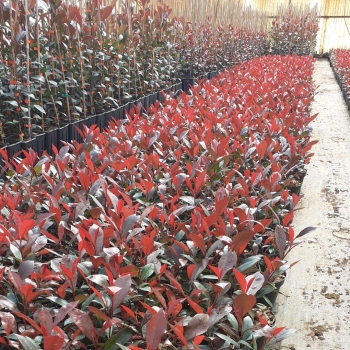 Photinia - fraseri - Compacta Super Red - COV