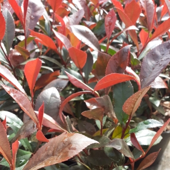 Photinia - fraseri - Compacta Super Red - COV