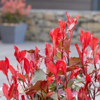 Photinia - ×fraseri - Corallina - Bourfrits