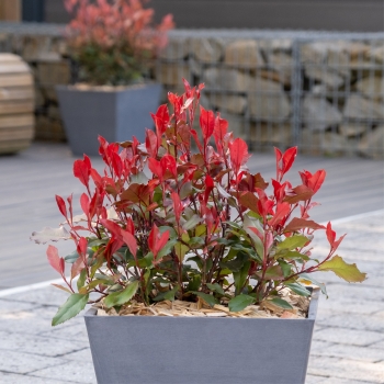 Photinia - ×fraseri - Corallina - Bourfrits