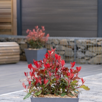 Photinia - ×fraseri - Corallina - Bourfrits