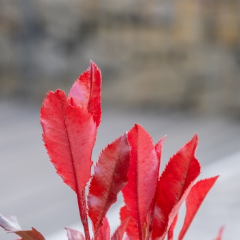 Photinia - ×fraseri - Corallina - Bourfrits