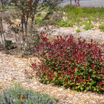 Photinia - ×fraseri - Corallina - Bourfrits