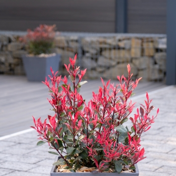 Photinia - ×fraseri - Little Fenna - COV