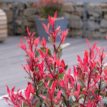 Photinia - ×fraseri - Little Fenna - COV
