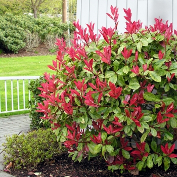 Photinia  - × fraseri - Strawberry Ice - Varsidh