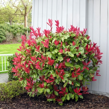 Photinia  - × fraseri - Strawberry Ice - Varsidh