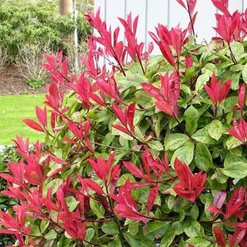 Photinia  - × fraseri - Strawberry Ice - Varsidh