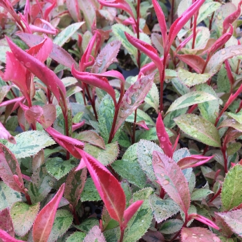 Photinia  - × fraseri - Strawberry Ice - Varsidh