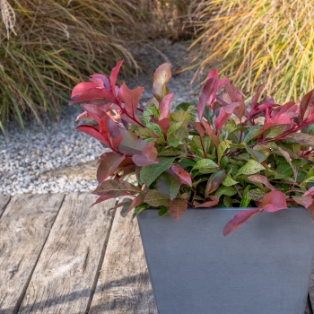 Photinia - ×fraseri - Strawberry Ice - Varsidh