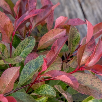 Photinia - ×fraseri - Strawberry Ice - Varsidh