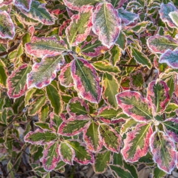 Pittosporum - tenuifolium - Diana - Levpid