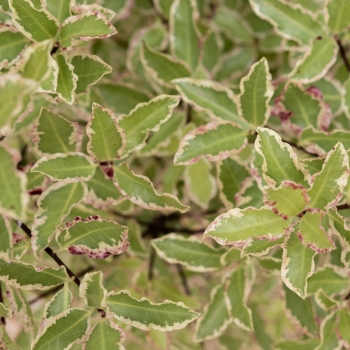 Pittosporum - tenuifolium - Diana - Levpid