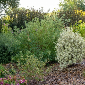 Pittosporum - tenuifolium - Diana - Levpid