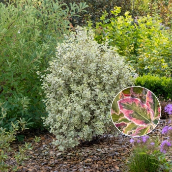 Pittosporum - tenuifolium - Diana - Levpid