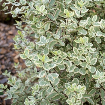 Pittosporum - tenuifolium - Diana - Levpid