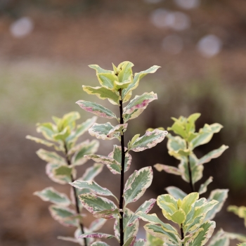 Pittosporum - tenuifolium - Diana - Levpid