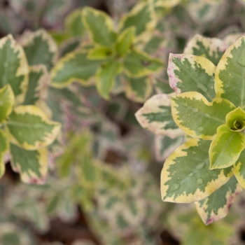 Pittosporum - tenuifolium - Diana - Levpid