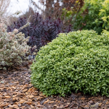 Pittosporum - tenuifolium - Orbitea - Ladpity