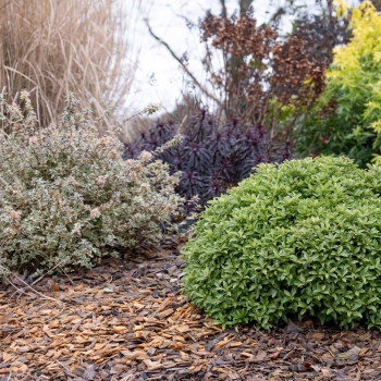 Pittosporum - tenuifolium - Orbitea - Ladpity