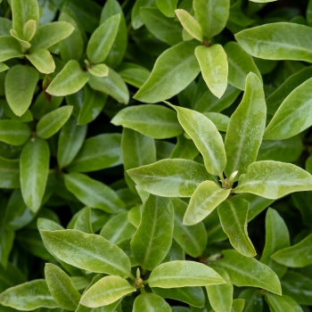 Pittosporum - tenuifolium - Orbitea - Ladpity