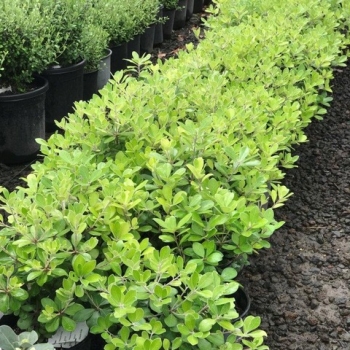 Pittosporum - crassifolium - Pot Belly - COV
