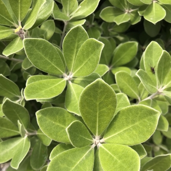 Pittosporum - crassifolium - Pot Belly - COV