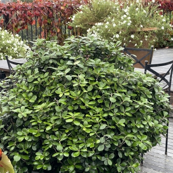Pittosporum - crassifolium - Pot Belly - COV