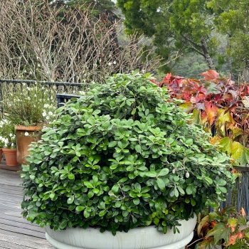 Pittosporum - crassifolium - Pot Belly - COV