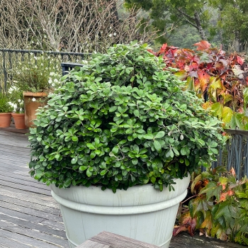 Pittosporum - crassifolium - Pot Belly - COV