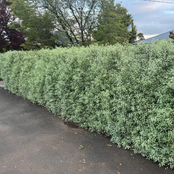 Pittosporum - hybride - Snow Leopard - COV