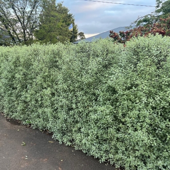 Pittosporum - hybride - Snow Leopard - COV
