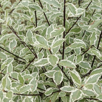 Pittosporum - hybride - Snow Leopard - COV