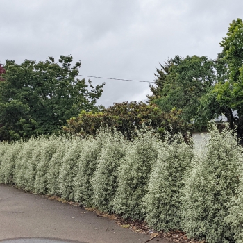 Pittosporum - hybride - Snow Leopard - COV