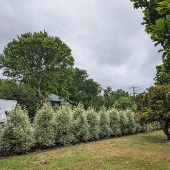 Pittosporum - hybride - Snow Leopard - COV