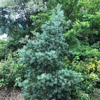 Podocarpus - macrophyllus - Hara Blue   - COV
