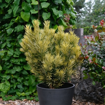 Podocarpus - macrophyllus - Roman Candle - Miu