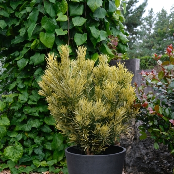 Podocarpus - macrophyllus - Roman Candle - Miu