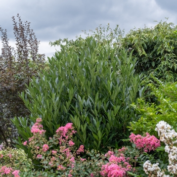 Prunus - laurocerasus - COL - Metplac