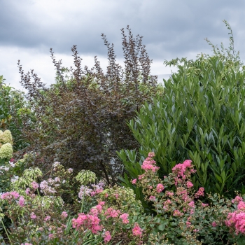 Prunus - laurocerasus - COL - Metplac
