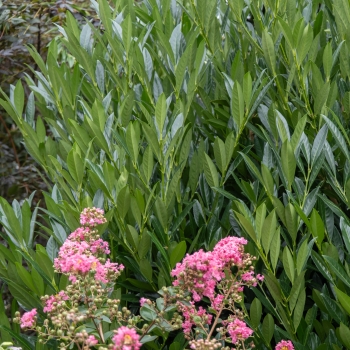 Prunus - laurocerasus - COL - Metplac