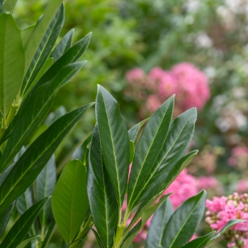 Prunus - laurocerasus - COL - Metplac