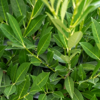 Prunus - laurocerasus - COL - Metplac