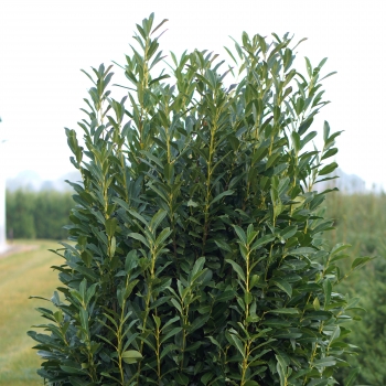 Prunus - laurocerasus - Elly - VERSTRA