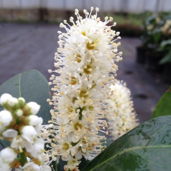 Prunus - laurocerasus - Titan - Rentan
