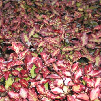 Pseudowintera - colorata - Red Leopard - COV