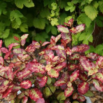 Pseudowintera - colorata - Red Leopard - COV