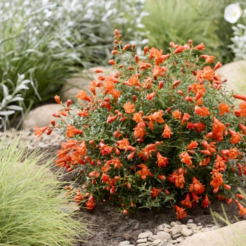 Punica - granatum - Uniqa - 